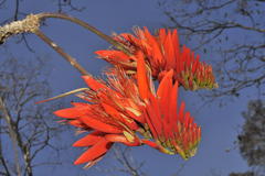 Erythrina stricta
